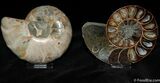 Unusual Desmoceras Ammonite Split Pair #387-1